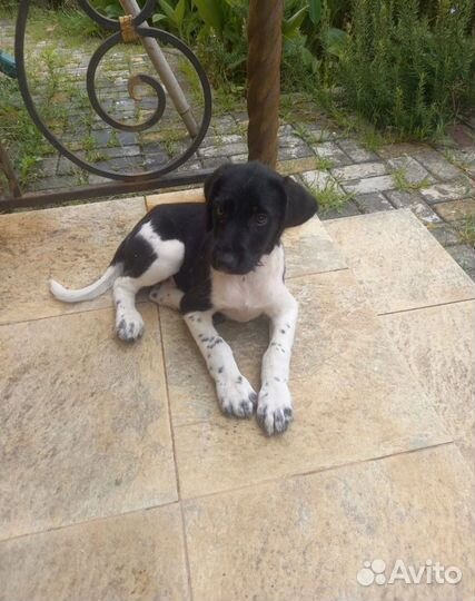 Собака в добрые руки, щенок в дар, бесплатно