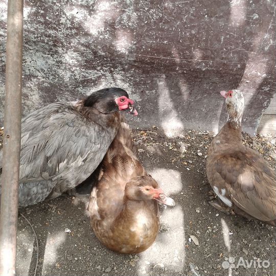 Семья Индоуток. Инкуб. Яйцо, Утята