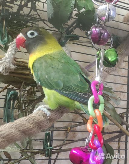 Неразлучник масковый самка