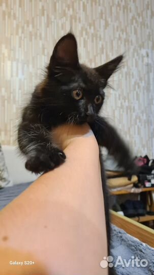 Отдам в добрые руки