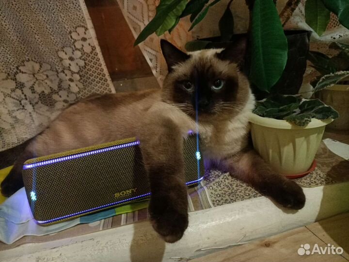 Кот вязка