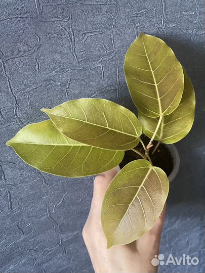 Фикус коллекционный