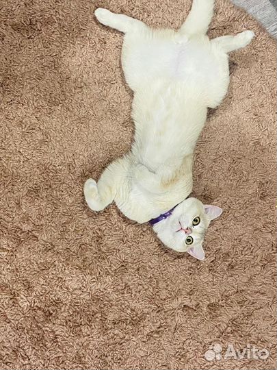 Золотая шиншилла кот на вязку