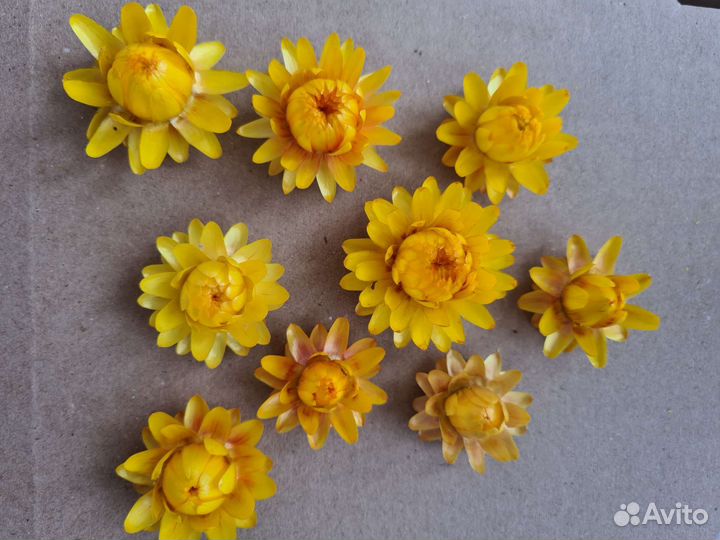 Гелихризум сухоцвет