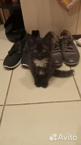 Котёнок девочка только в самые заботливые руки