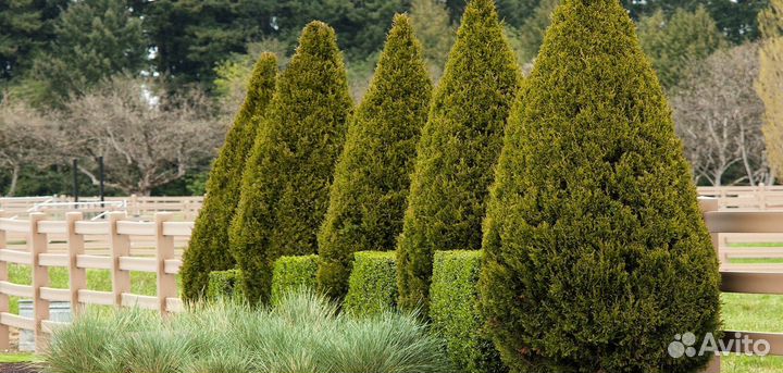 Туя смарагд