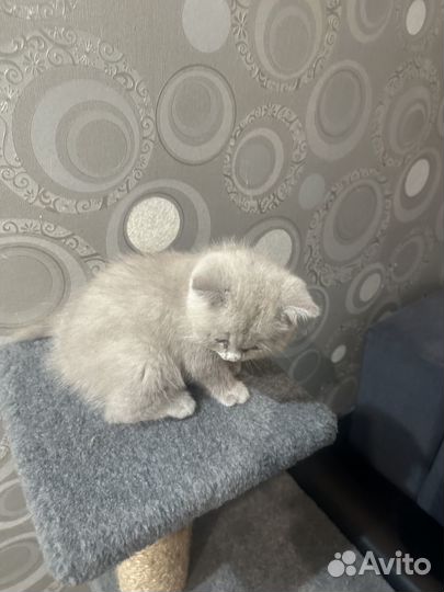 Британский котенок