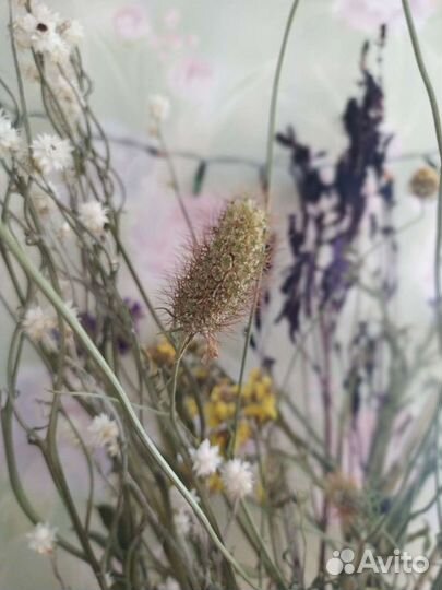 Сухоцветы для творчества