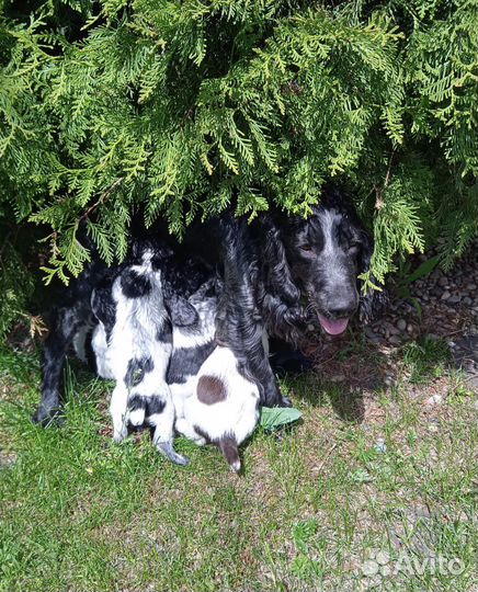Щенки Спаниеля 3 месяца