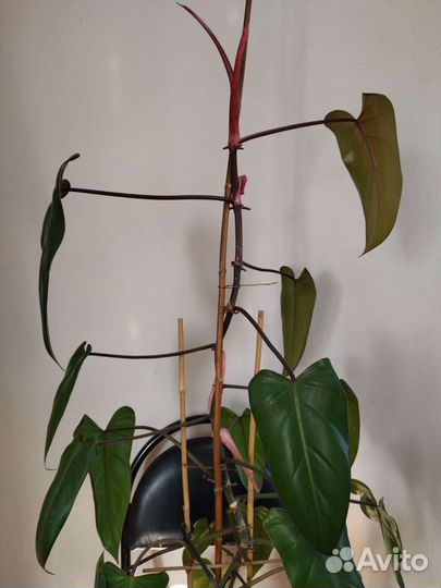 Филодендрон