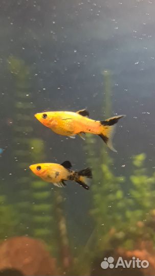 Моллинезия