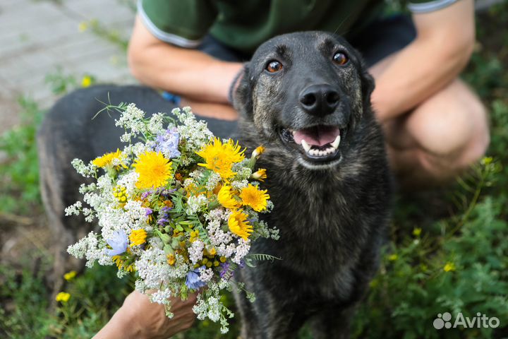 Ищет дом собака утонченной красоты