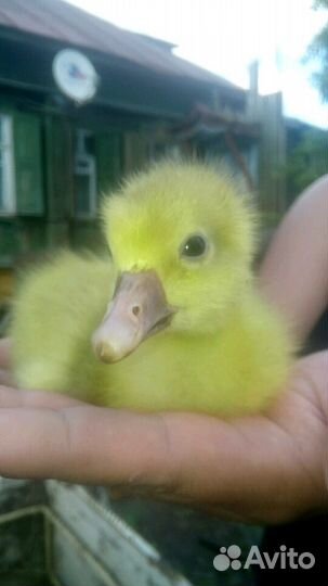 Гусята,Утята, Индоутка, Цыплята
