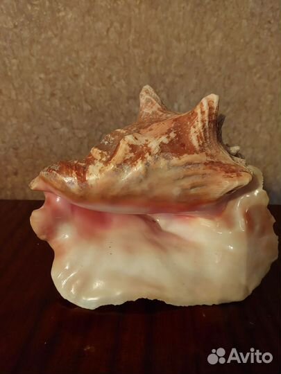 Ракушка с берега Варадеро Куба