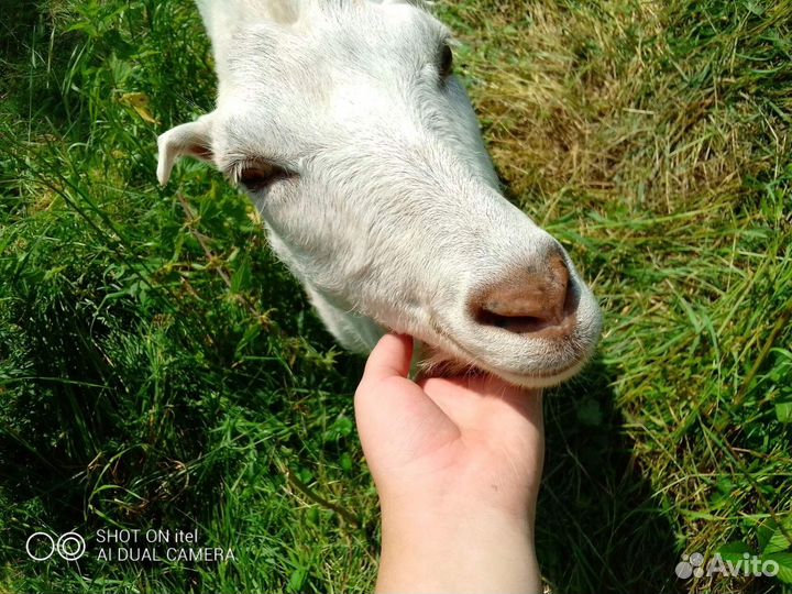 Дойные козы