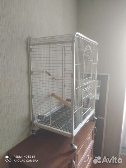 Корелла или для крупного попугая