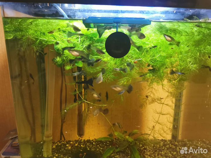 Аквариумные рыбки