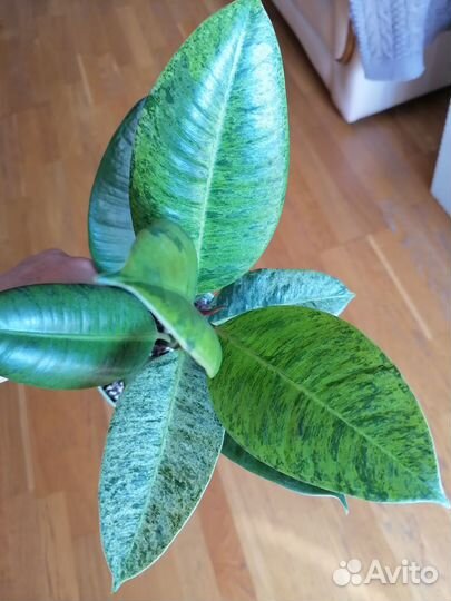 Фикус шривериана