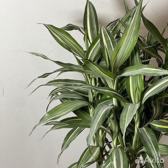 Драцена Сандера (Сандериана)