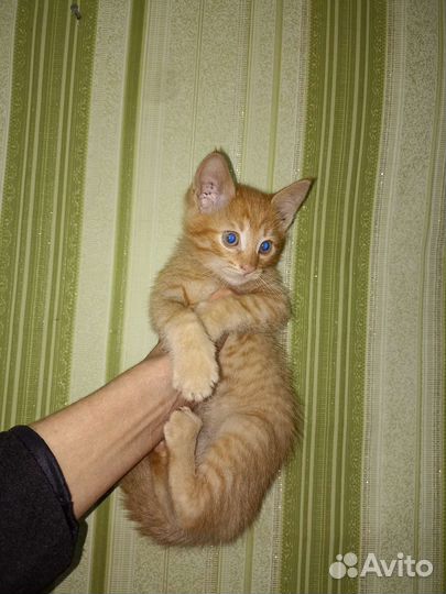 Котëнок на счастье