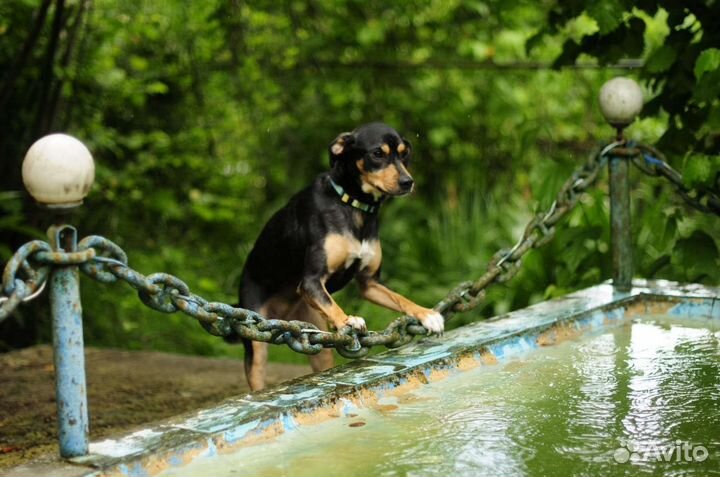 Умная, ласковая девочка ищет дом