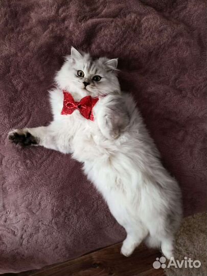 Шотландский кот вязка
