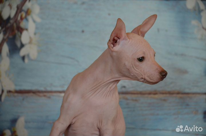 Шоколадочка-Американский Голый Терьер