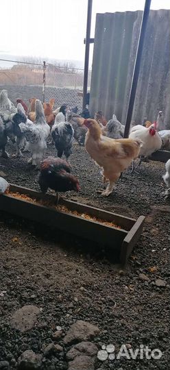 Мясо домашних кур (не бролеры)