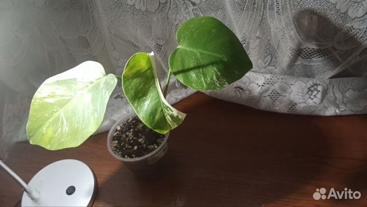 Монстера вариегатная альба