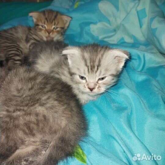 Шотландские котята