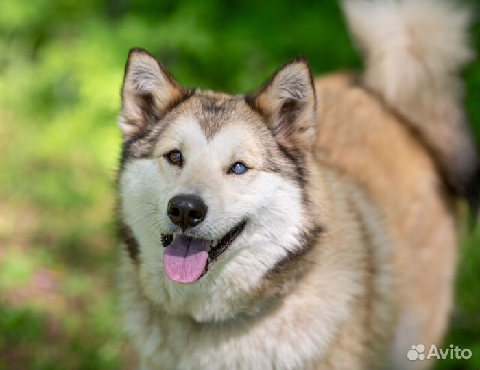 Лайка Альба. Шикарная собака в дар