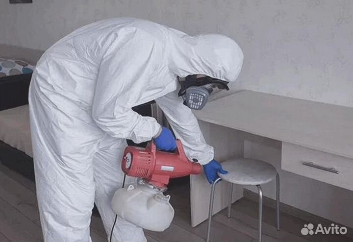 Уничтожение клопов тараканов грызунов блох