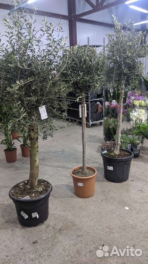 Оливковое дерево 90 /180