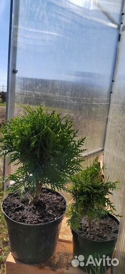 Туя смарагд, даника