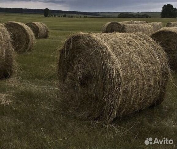 Сено в рулонах