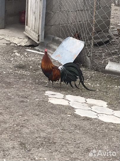 Декоративные птицы