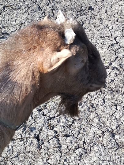 Козел вязка, вьетнамские поросята