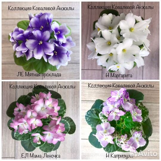 Цветущие фиалки