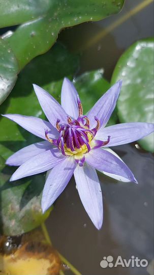 Растения для пруда