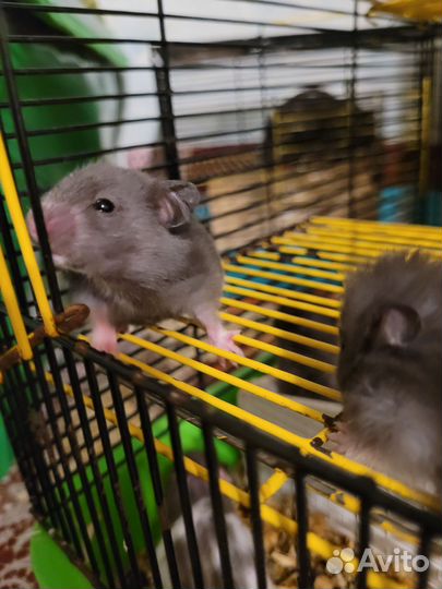 Сирийский хомяк