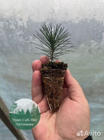 Зкс Сосна сеянцы Ели Лиственницы окс Голуб Горная