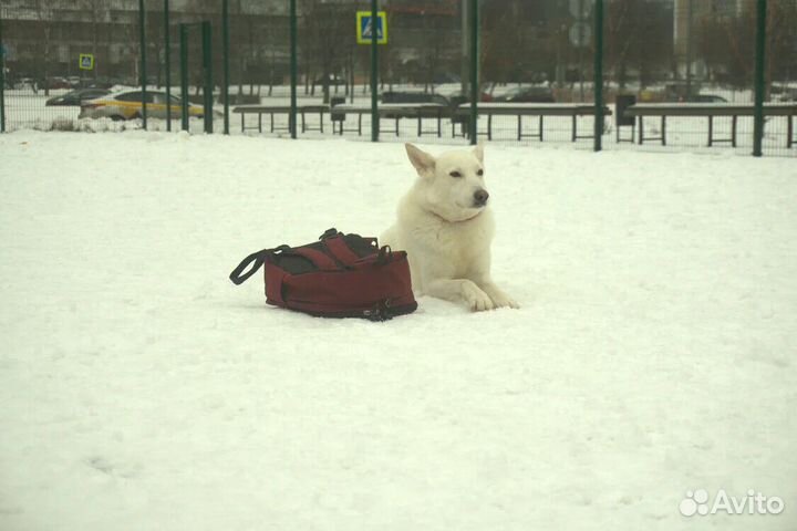 Дрессировка собак Москва и М.0