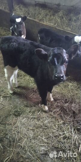 Бычок бычки и быки