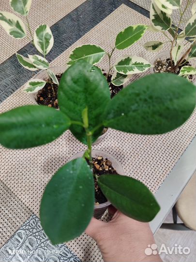 Сортовые фикусы