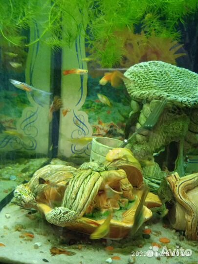 Роголистник