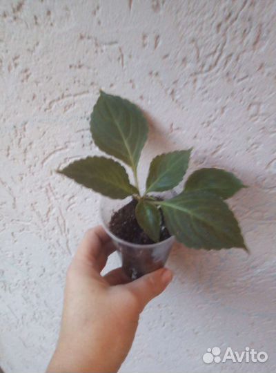 Бальзамин Клубника со сливками