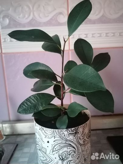 Фикус микрокарпа гинсенг