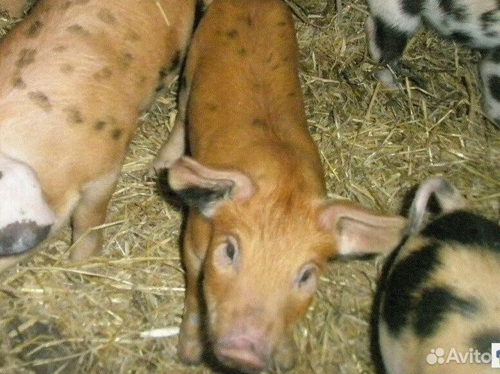 Поросята ландрас