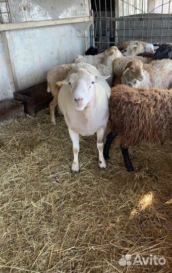 Баран Немецкий Суффолк