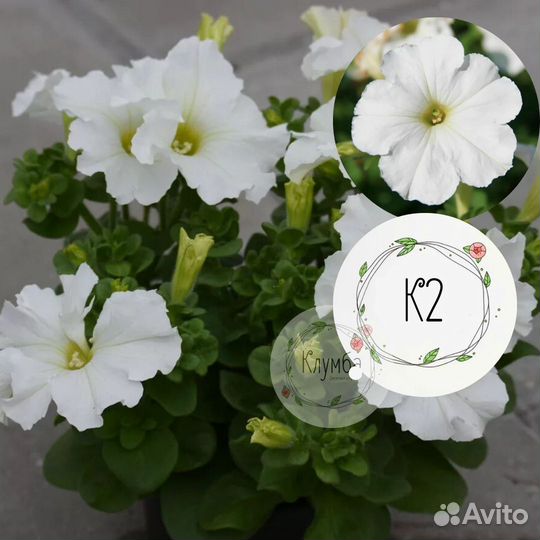 Кустовая Петуния